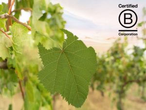 B Corp -sertifikaatti viinipullossa – tiedätkö mikä se on?